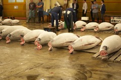Tuna waiting to be auctioned
